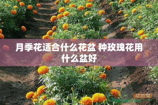 月季花适合什么花盆 种玫瑰花用什么盆好