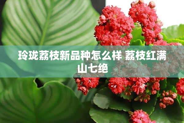 玲珑荔枝新品种怎么样 荔枝红满山七绝