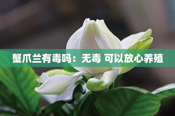 蟹爪兰有毒吗：无毒 可以放心养殖