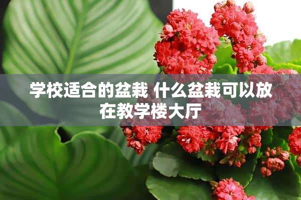 学校适合的盆栽 什么盆栽可以放在教学楼大厅