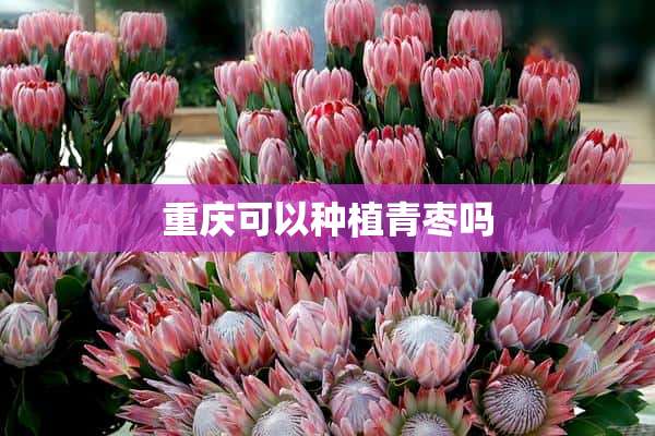 重庆可以种植青枣吗