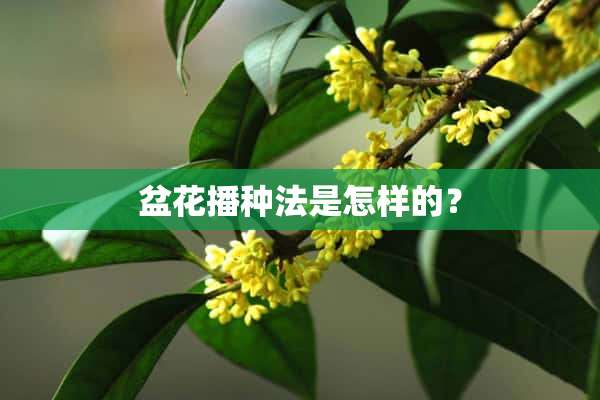 盆花播种法是怎样的？