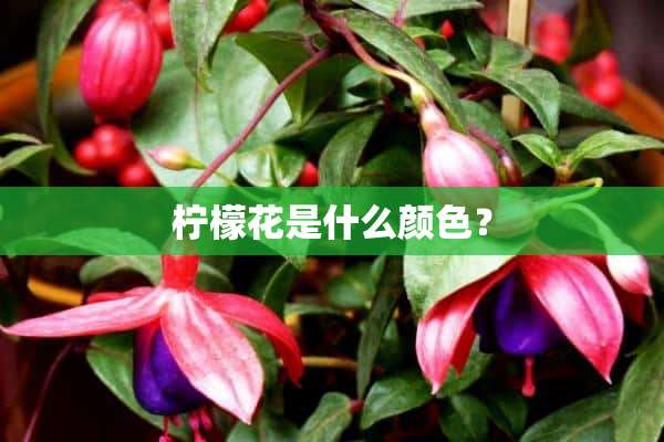 柠檬花是什么颜色？