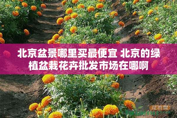 北京盆景哪里买最便宜 北京的绿植盆栽花卉批发市场在哪啊