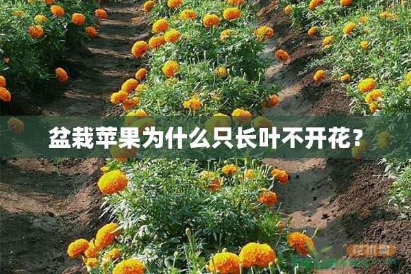 盆栽苹果为什么只长叶不开花？