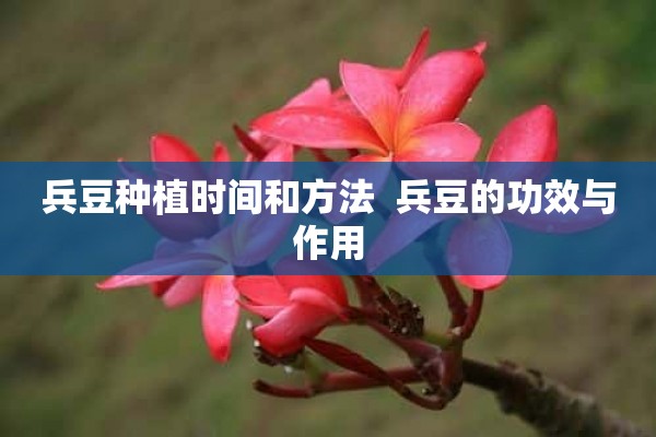 兵豆种植时间和方法  兵豆的功效与作用