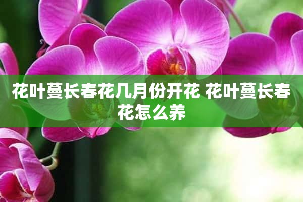 花叶蔓长春花几月份开花 花叶蔓长春花怎么养