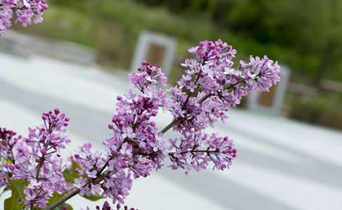 丁香花怎么盆栽？丁香花的盆栽方法