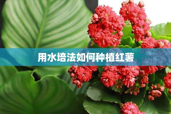 用水培法如何种植红薯