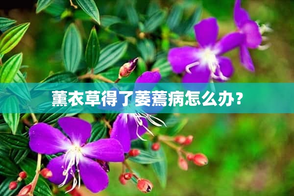 薰衣草得了萎蔫病怎么办？