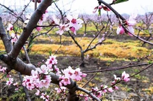 家里能不能养桃花？家里养桃花的注意事项