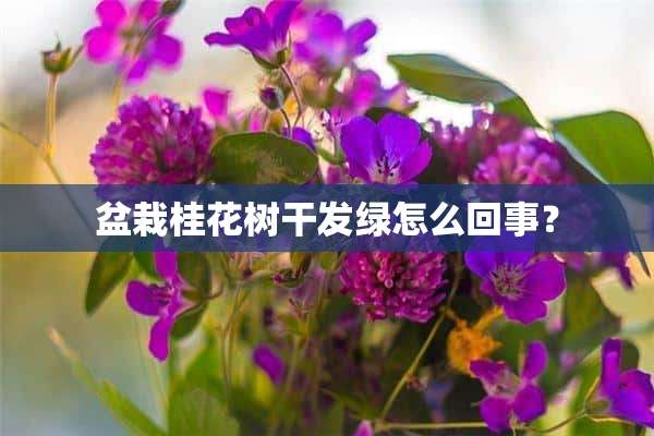 盆栽桂花树干发绿怎么回事？