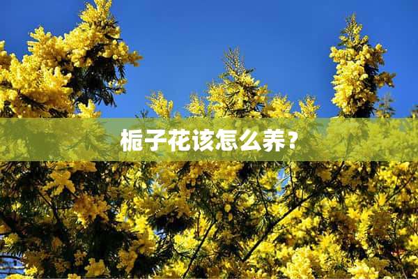 栀子花该怎么养？