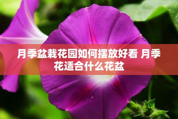 月季盆栽花园如何摆放好看 月季花适合什么花盆