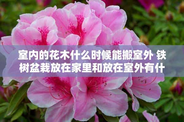 室内的花木什么时候能搬室外 铁树盆栽放在家里和放在室外有什么区别呢