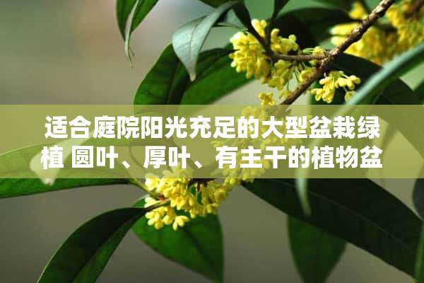 适合庭院阳光充足的大型盆栽绿植 圆叶、厚叶、有主干的植物盆栽有哪些