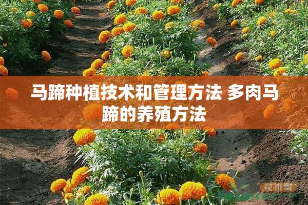 马蹄种植技术和管理方法 多肉马蹄的养殖方法