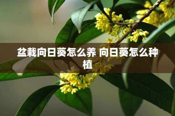 盆栽向日葵怎么养 向日葵怎么种植