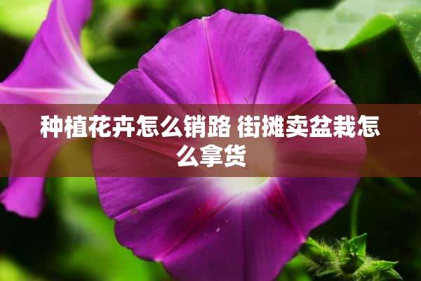 种植花卉怎么销路 街摊卖盆栽怎么拿货