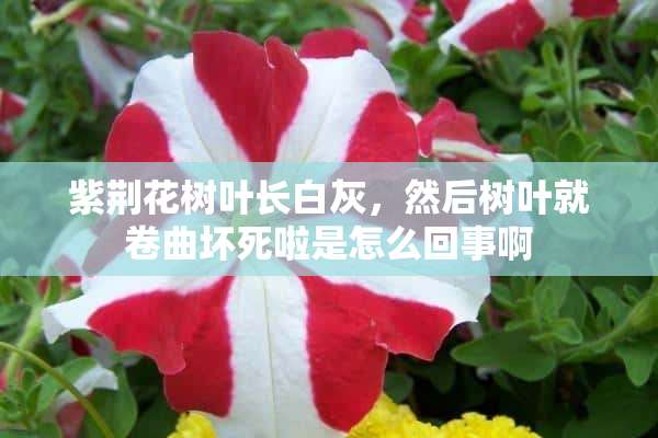 紫荆花树叶长白灰，然后树叶就卷曲坏死啦是怎么回事啊