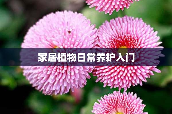 家居植物日常养护入门