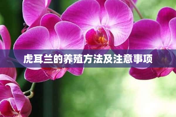 虎耳兰的养殖方法及注意事项