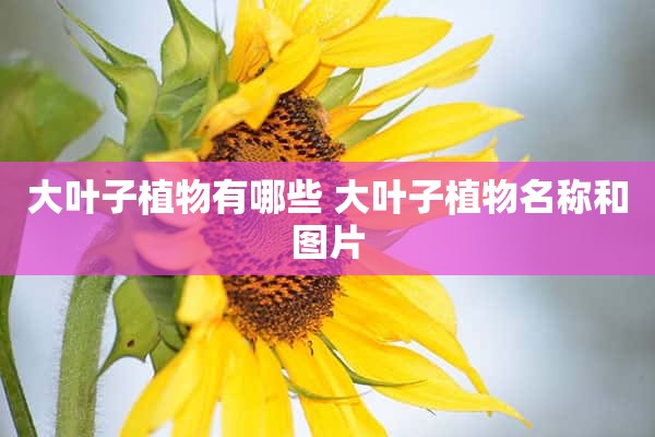 大叶子植物有哪些 大叶子植物名称和图片