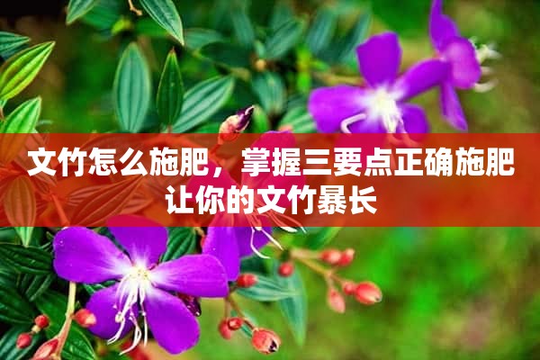 文竹怎么施肥，掌握三要点正确施肥让你的文竹暴长