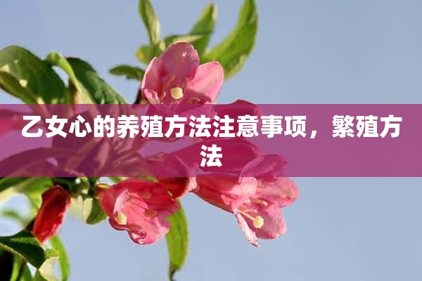 乙女心的养殖方法注意事项，繁殖方法