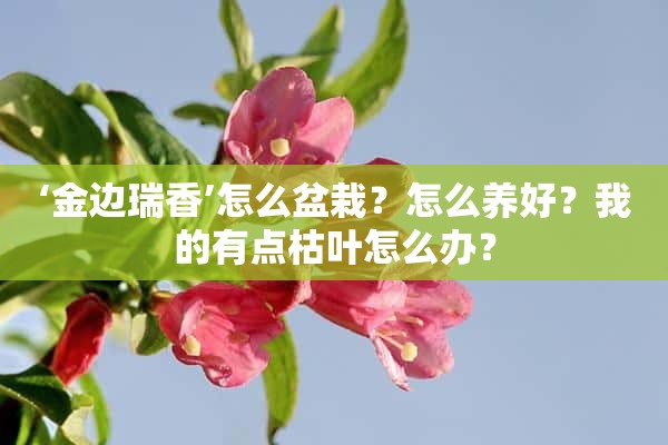 ‘金边瑞香’怎么盆栽？怎么养好？我的有点枯叶怎么办？