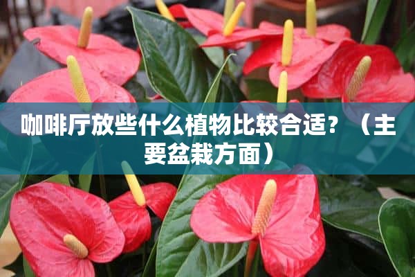 咖啡厅放些什么植物比较合适？（主要盆栽方面）