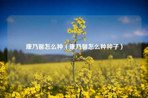 康乃馨怎么种（康乃馨怎么种种子） 花卉