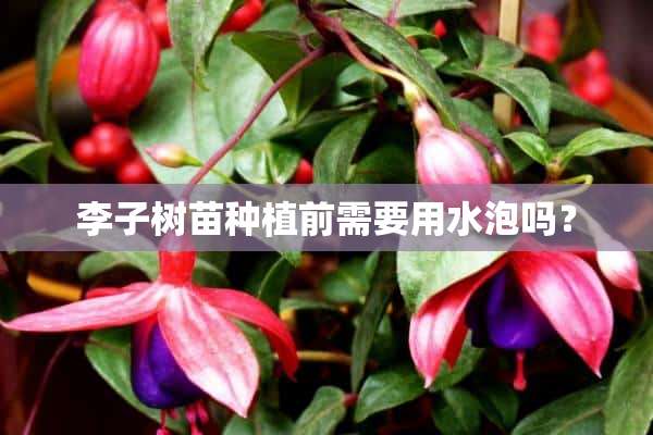 李子树苗种植前需要用水泡吗？