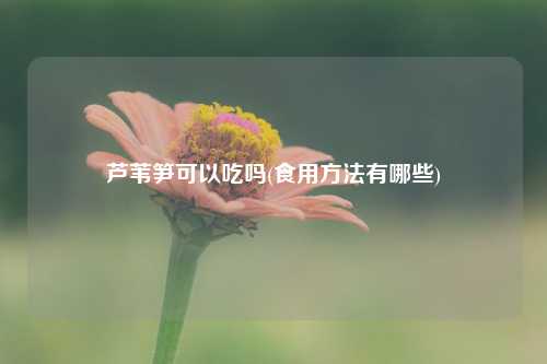 芦苇笋可以吃吗(食用方法有哪些) 种植业