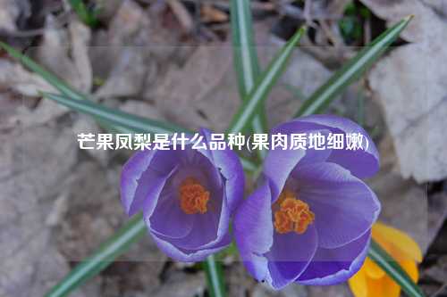 芒果凤梨是什么品种(果肉质地细嫩) 种植业