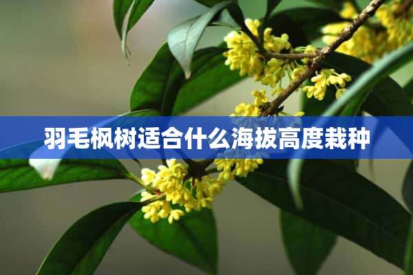 羽毛枫树适合什么海拔高度栽种