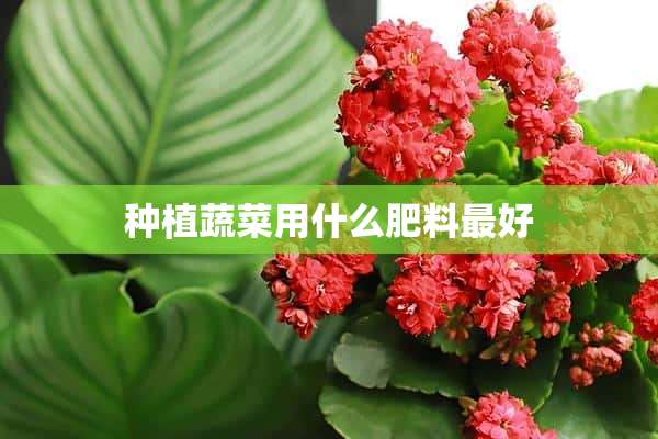 种植蔬菜用什么肥料最好