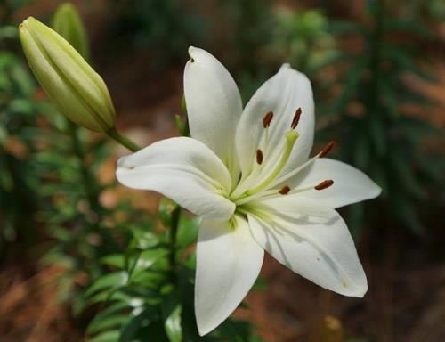 百合花的香味有毒吗？养殖百合花的注意事项