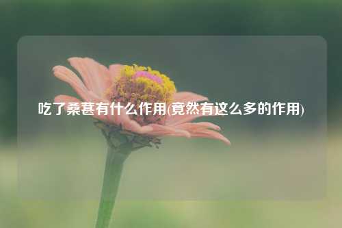 吃了桑葚有什么作用(竟然有这么多的作用) 种植业