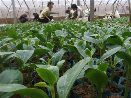 两亩地种植什么能赚钱