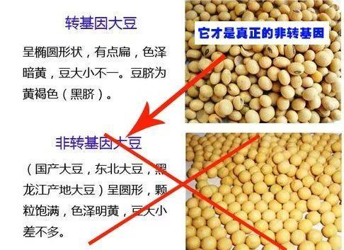 大豆转基因育种的关键点