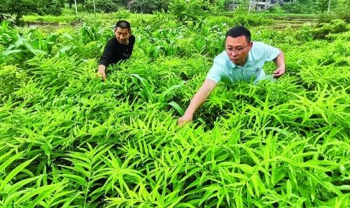 黄精种植技术与种植方法管理