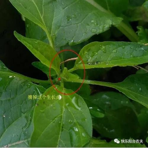 辣椒要摘掉侧芽吗