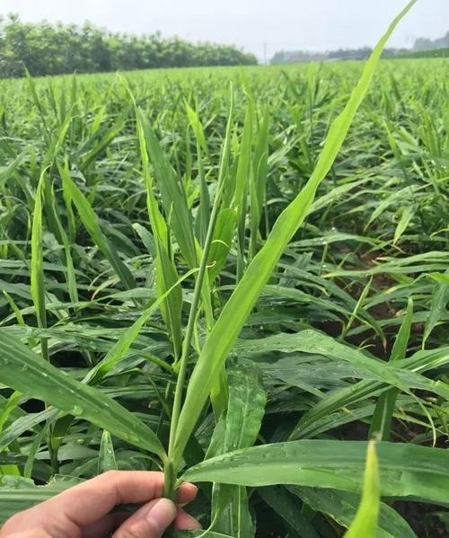 生姜怎样种植才高产