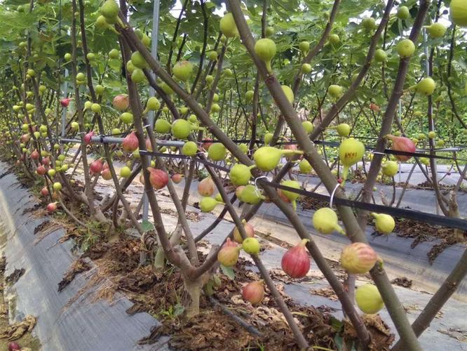 浙江无花果种植基地