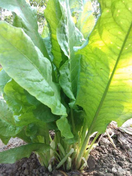 如何种植食叶草