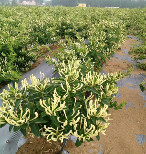 金银花怎么栽培(金银花怎么种植呢)