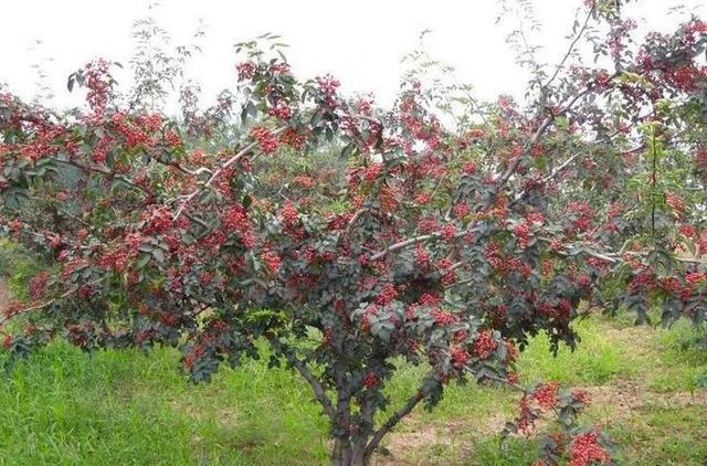 这两年种植花椒的越来越多了(种花椒年入80万)