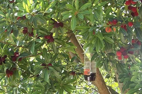 解读果树绿色防控技术，生态防控 物理防治 生物防治