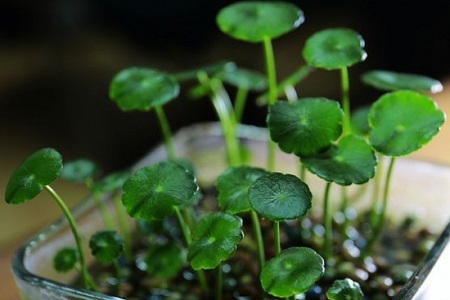 铜钱草怎么种植(铜钱草怎样种植更好)